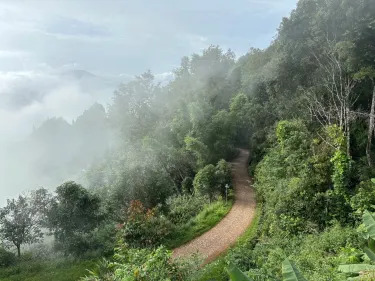 大平掌古茶林 参考图 2